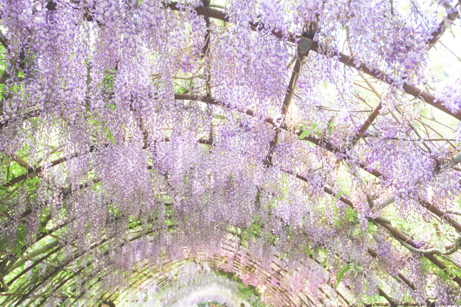 WISTERIA  Loviera